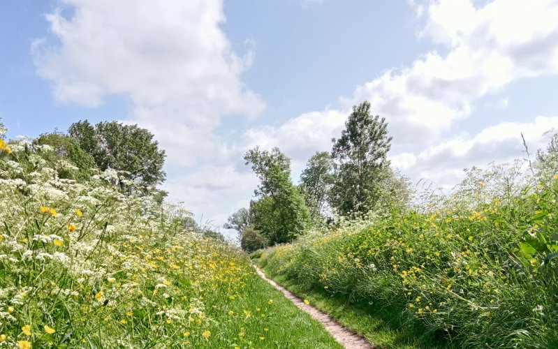 CHEMIN 1. Les photos ont été prise le long du Canal d'Orléans sur le chemin du halage entre la Venelle de la Hotte et la rue du moulin d'Aveau. Photo 1. PASCAL GOUHIER